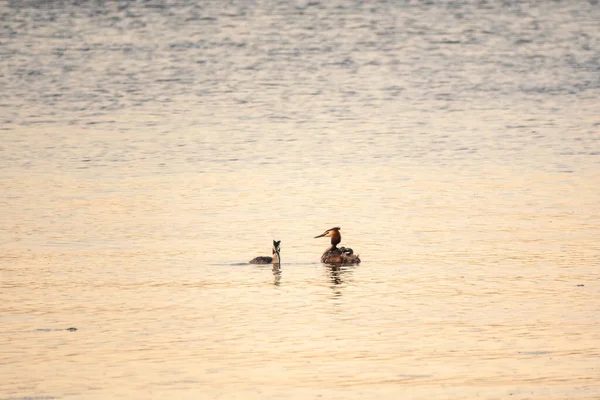 Büyüleyici iki yetişkin ibikli yunus, Podiseps kristali, gölde yüzüyorlar, ebeveynlerden birinin şirin bebekleri sırtında.
