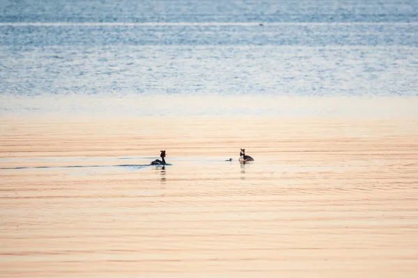 Su kuşu kuşları, yavrularla dolu büyük ibikli yaban ördeği, gölde yüzüyor. Büyük ibikli grebe, Podiceps kristali, su kuşları familyasının bir üyesidir..