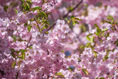 Çiçek açan pembe sakura çiçekleri. Güzel çiçekli bahar arkaplan resmi.