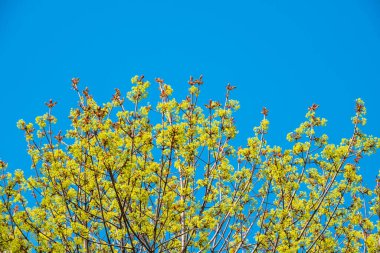 Mavi gökyüzünün arka planında taze yeşil yaprakları olan bahar dalları. Arka plan olarak bahar yaprakları ve mavi gökyüzü. Kopyalama alanı ile bahar arkaplanı