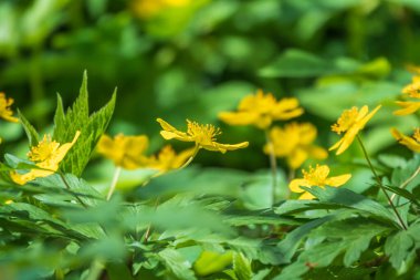 Bahar sarısı çiçekler - anemon ranunculoides, sarı anemon, sarı ahşap anemon ya da düğün çiçeği şakayığı. Baharın sarı ahşap çiçekleri.