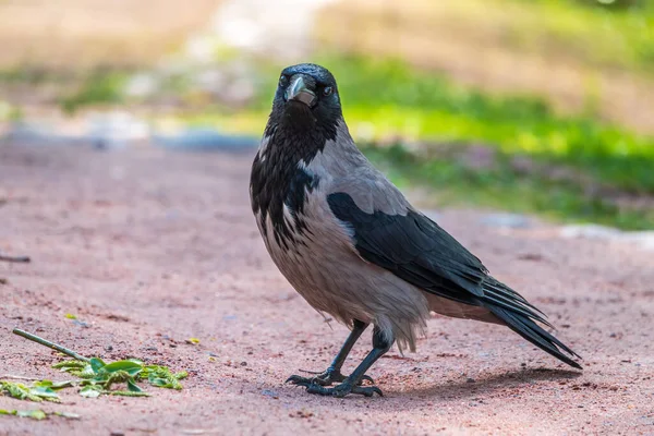 Zwarte Kraai Loopt Groen Gazon Raven Gras Wilde Vogel Weide — Stockfoto