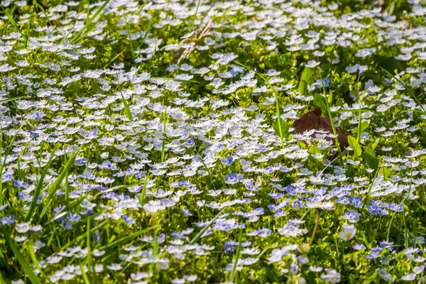 Campo Belas Flores Azuis Veronica Chamaedrys Germander Speedwell Speedwell Olho — Fotografia de Stock