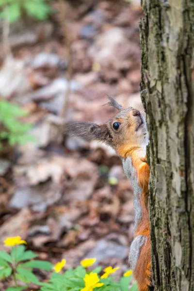 Portrait Squirrel Tree Trunk Curious Red Squirrel Peeks Out Tree — Stock Photo, Image