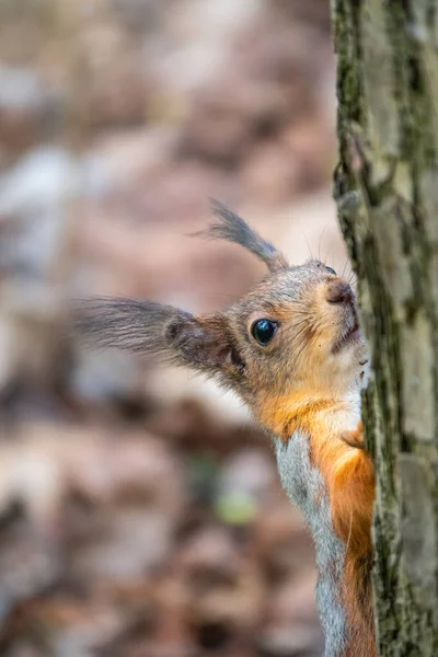 Portrait Écureuil Sur Tronc Arbre Curieux Écureuil Roux Surgit Derrière — Photo