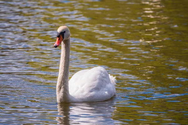 Grazioso Cigno Bianco Che Nuota Lago Con Acqua Verde Scuro — Foto Stock