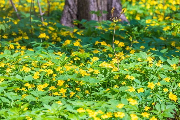 Spring Yellow Flowers Anemone Ranunculoides Yellow Anemone Yellow Wood Anemone — Stock Photo, Image