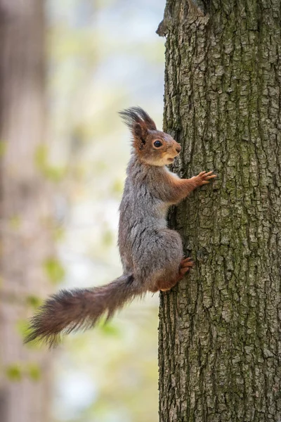 Das Eichhörnchen Sitzt Frühjahr Auf Einem Baumstamm Rotes Eichhörnchen Sciurus — Stockfoto