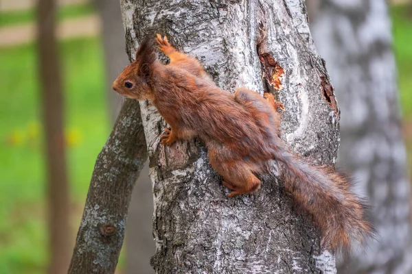 Das Eichhörnchen Sitzt Frühjahr Auf Einem Baumstamm Rotes Eichhörnchen Sciurus — Stockfoto