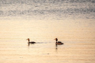 İki Büyük İbikli Yunus gölde yüzüyor. Büyük ibikli grebe, Podiceps kristali, su kuşları familyasının bir üyesidir..