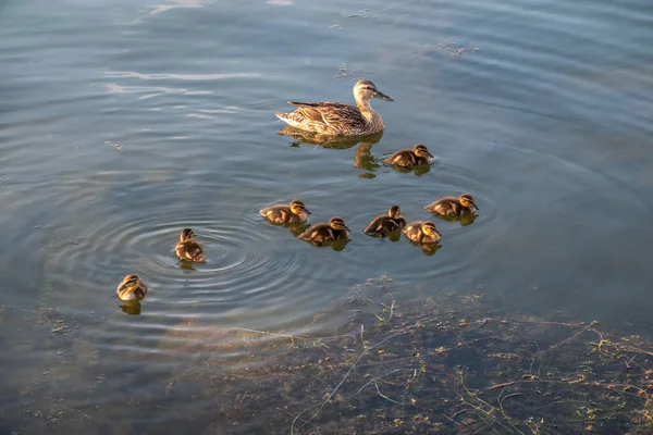 Uma Família Patos Pato Seus Pequenos Patinhos Estão Nadando Água — Fotografia de Stock