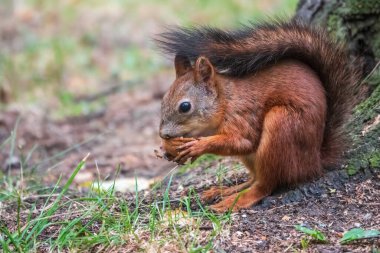 Yazın sincap ve büyük bir ağacın altında yeşil çimenler üzerinde fındık. Avrasya kızıl sincabı, Sciurus vulgaris.