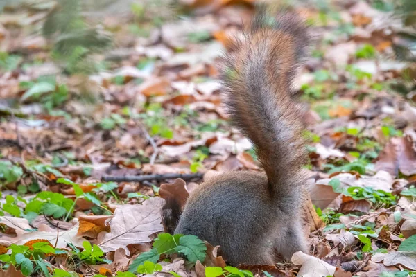 Eichhörnchen Versteckt Herbst Nüsse Auf Dem Grünen Gras Mit Abgefallenen — Stockfoto