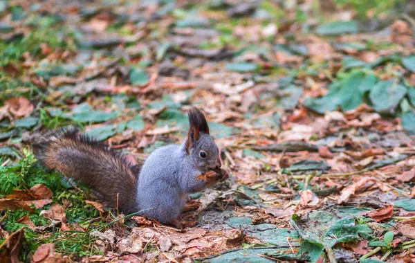 Eichhörnchen Mit Nuss Herbst Auf Grünem Gras Mit Abgefallenen Gelben — Stockfoto