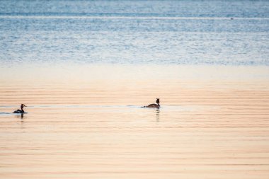 Su kuşu kuşları, yavrularla dolu büyük ibikli yaban ördeği, gölde yüzüyor. Büyük ibikli grebe, Podiceps kristali, su kuşları familyasının bir üyesidir..
