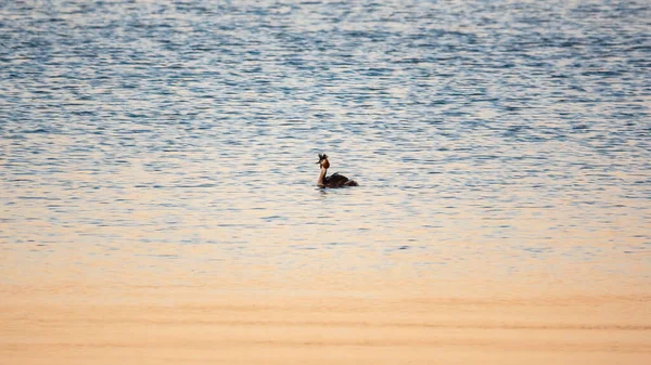 Grande Grebe Crested Nuotare Nel Lago Calmo Grande Leone Crestato — Foto Stock