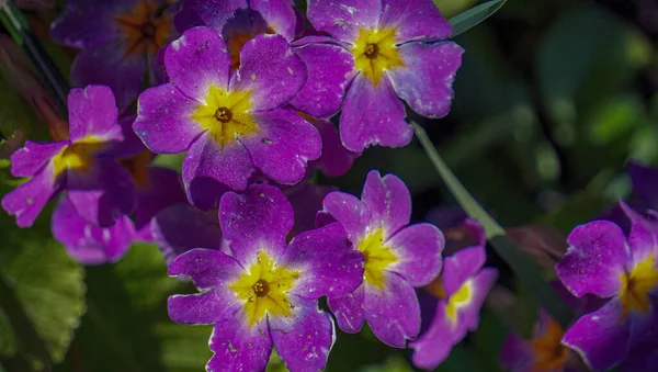 Lila Virágok Reggeli Eső Után Közelről — Stock Fotó