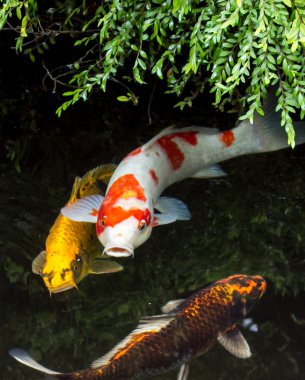 renkli koi balıkları