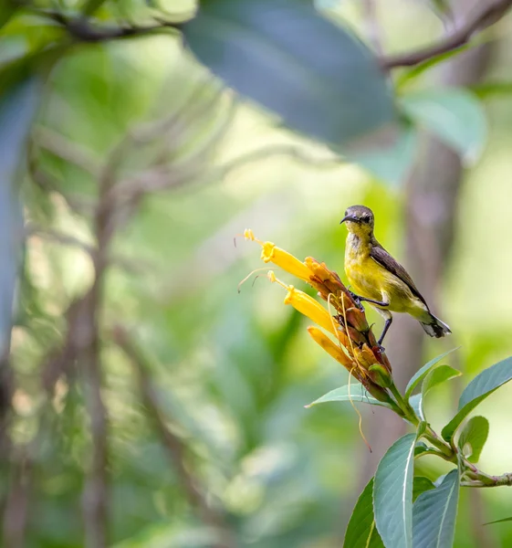 Sunbird pousando em uma árvore de frutas — Fotografia de Stock