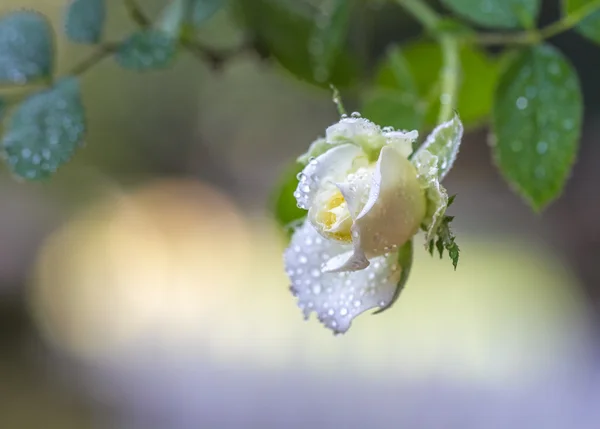 Egyetlen Fehér Rózsa — Stock Fotó