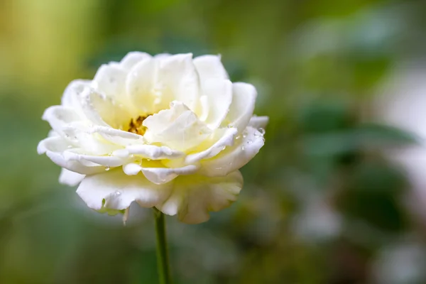 Egyetlen Fehér Rózsa — Stock Fotó