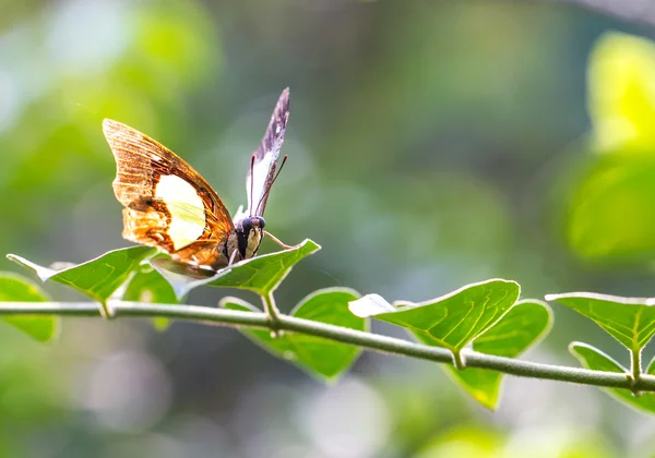 Bela borboleta poleiro em um ramo — Fotografia de Stock