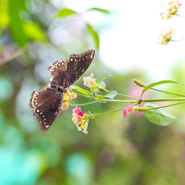 Beautiful butterfly resting on lantana flower — Stock Photo, Image