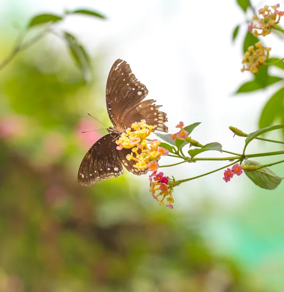 美しい蝶が休んでランタナの花 — ストック写真