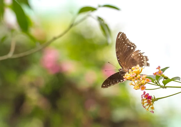 Beau papillon reposant sur la fleur de lantana — Photo