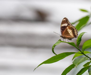 Güzel kelebek yeşil yaprak üzerinde dinlenme