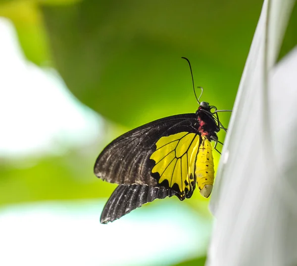 Mariposa común de ala de pájaro en un jardín — Foto de Stock