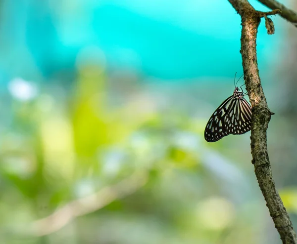 Borboleta tigre vítreo azul descansando em um galho de árvore — Fotografia de Stock