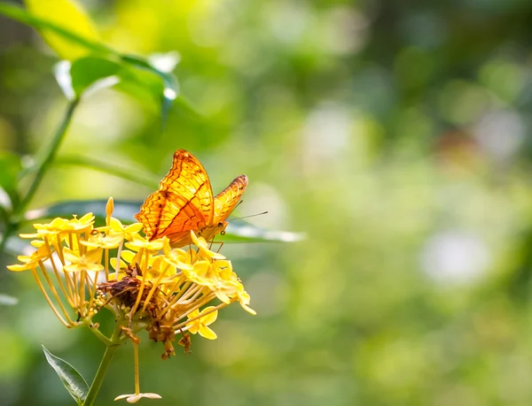 Bella farfalla appoggiata sul fiore — Foto Stock