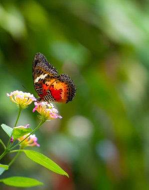 Düz Lacewing Kelebek Bahçe
