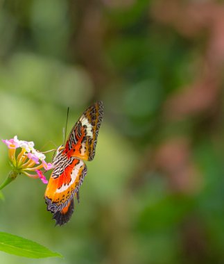 Düz Lacewing Kelebek Bahçe