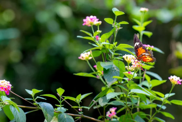 Papillon lacé ordinaire dans un jardin — Photo