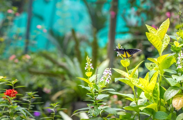 Beau jardin avec fleurs et papillon — Photo