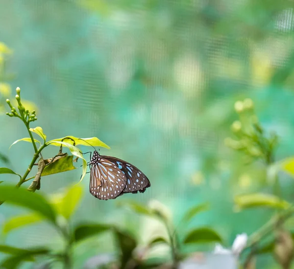 Papillon tigre verrier bleu reposant sur une plante — Photo