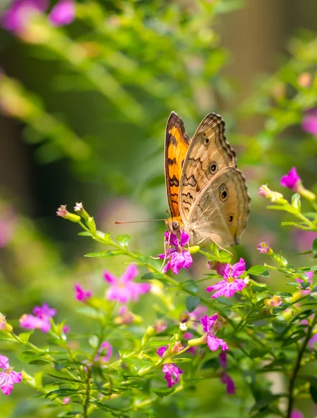 Chocolate Pansy farfalla in un giardino — Foto Stock