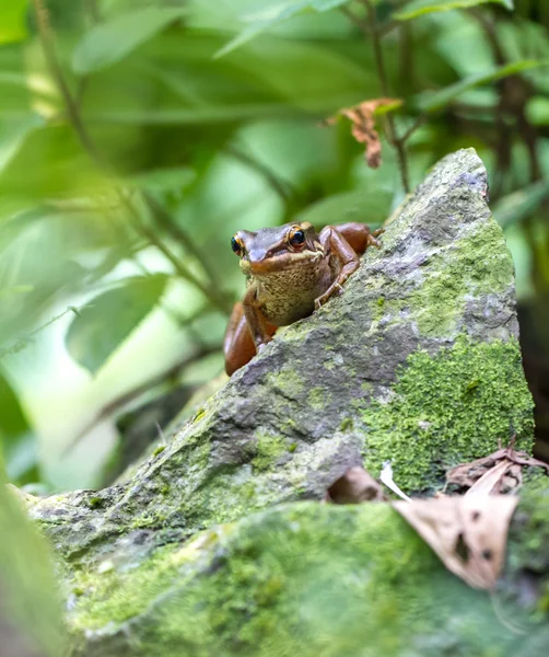 Kikker in een tuin — Stockfoto