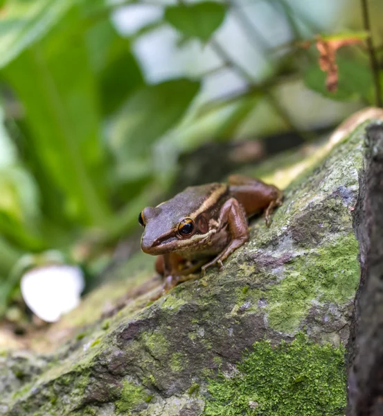 Kikker in een tuin — Stockfoto