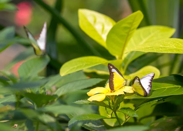 Butteflies de albatros de chocolate en un jardín — Foto de Stock