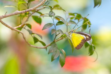Çikolata Albatros Kelebek Bahçe