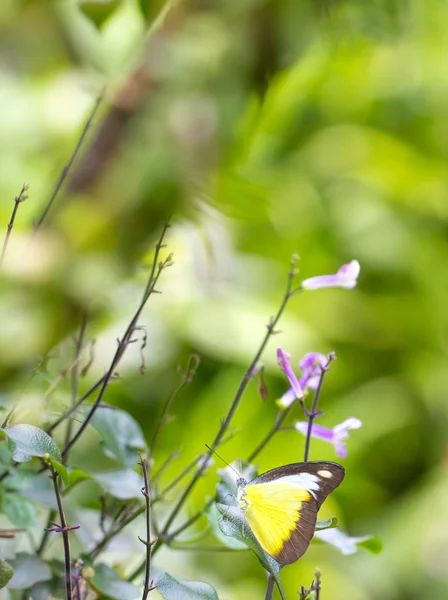 庭でチョコレートのアルバトロス蝶 — ストック写真