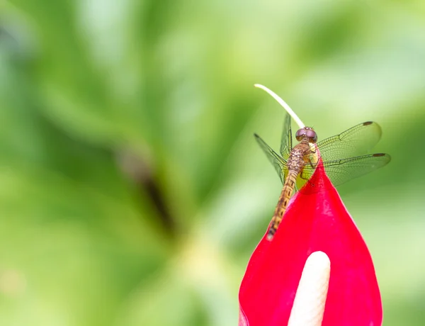 Libélula em uma planta de cor vermelha — Fotografia de Stock