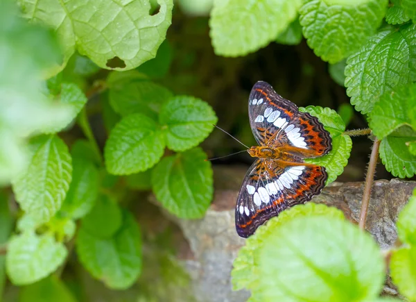 Красивая бабочка в зеленом саду — стоковое фото