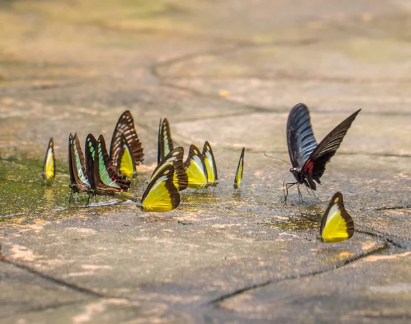 Gruppe von Schmetterlingen auf dem Boden — Stockfoto