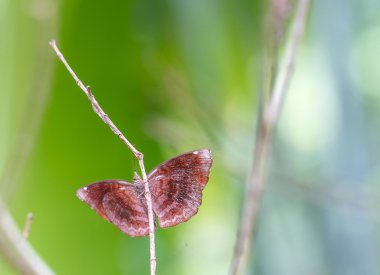 Küçük bir dal üstünde-e doğru dar bir kelebek