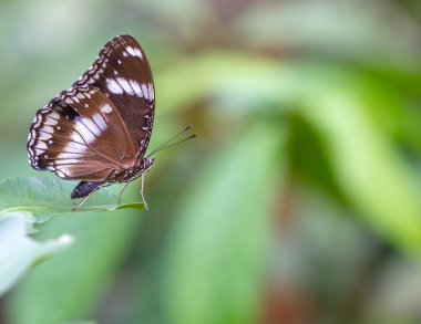 Kahverengi renk kelebek bahçesinde bulunan kopya alanı
