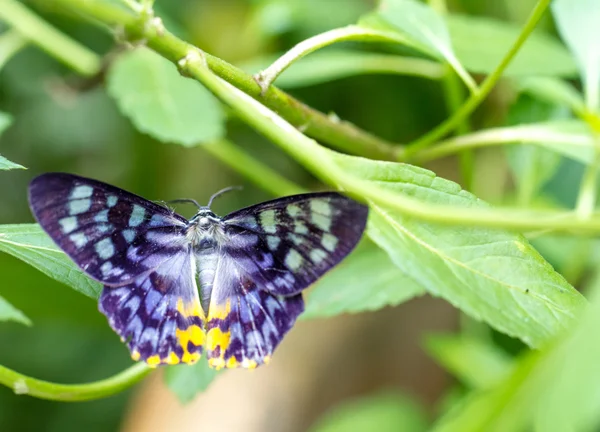 Bunter Schmetterling in einem Garten — Stockfoto